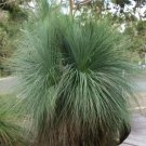 10X Seeds Xanthorrhoea Glauca Blue Grass Tree Seeds Plant Home Garden #lpau