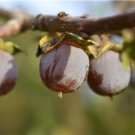 5X Seeds Date Plum Diospyros lotus Seeds Plant Home Garden #lpau