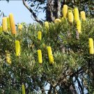 5X Seeds Banksia Attenuata, Sand Banksia Piara Seeds Plant Home Garden #lpau