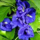 25X Seeds Blue Butterfly Pea Flower Seeds Plant Home Garden #lpau
