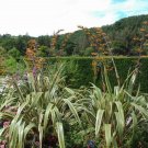 40X Seeds New Zealand Flax Phormium Tenax New Seeds Plant Home Garden #lpau
