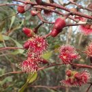 50X Seeds Eucalyptus Cernua, Nodding Gum Seeds Plant Home Garden #lpau