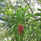 10X Seeds Philodendron Bipinnatifidum Seeds Plant Home Garden #lpau