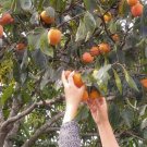 10X Seeds Common Persimmon (Diospyros virginiana ) Seeds Plant Home Garden #lpau