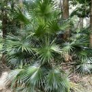 5X Seeds Livistona Australis Cabbage Palm Seeds Plant Home Garden #lpau