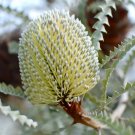 5X Seeds Banksia Speciosa Seeds, Showy Banksia Seeds Plant Home Garden #lpau