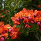 10X Seeds Coral Creeper Kennedia Coccinea Seeds Plant Home Garden #lpau