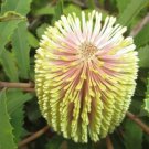 10X Seeds Banksia Oblongifolia Fern Leaved Banksia Seeds Plant Home Garden #lpau
