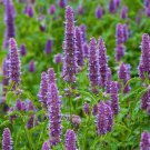 25X Seeds Agastache Rugosa, Korean Mint Seeds Plant Home Garden #lpau