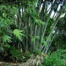 50X Seeds Dendrocalamus Strictus Male Bamboo Seeds Plant Home Garden #lpau