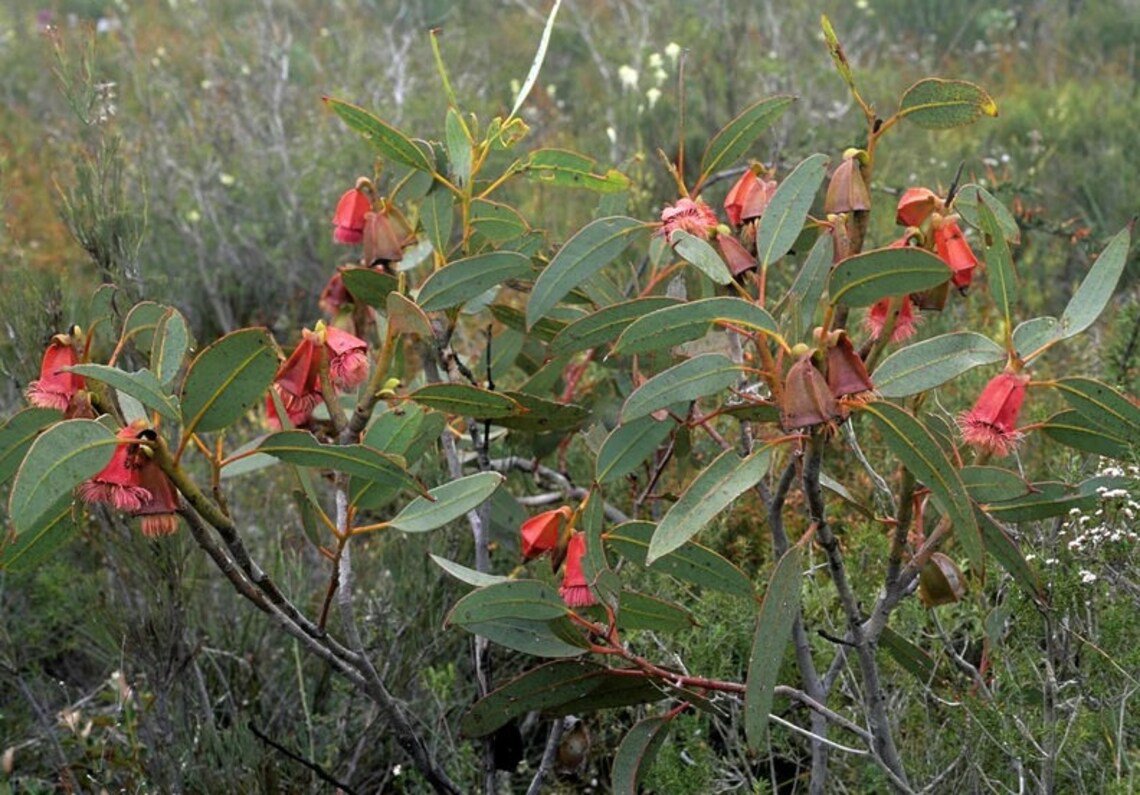 50X Seeds Fruited Mallet Eucalyptus Tatraptera Seeds Plant Home Garden #lpau