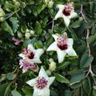 10X Seeds Norfolk Island Hibiscus Lagunaria Patersonii Seeds Plant Home Garden #lpau