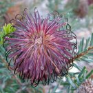 10X Seeds Banksia Violacea Seeds Plant Home Garden #lpau