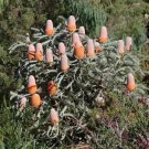5X Seeds Banksia Victoriae Woolly Orange Banksia Seeds Plant Home Garden #lpau