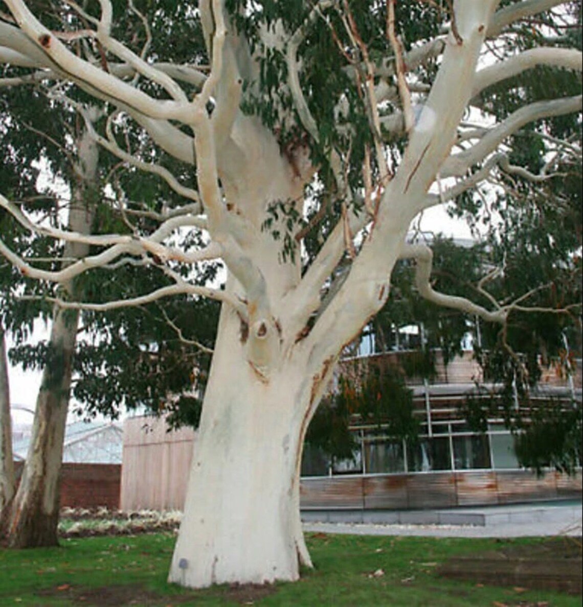50X Seeds Eucalyptus Tintinnans, Hills Salmon Gum Seeds Plant Home Garden #lpau