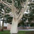 50X Seeds Eucalyptus Tintinnans, Hills Salmon Gum Seeds Plant Home Garden #lpau