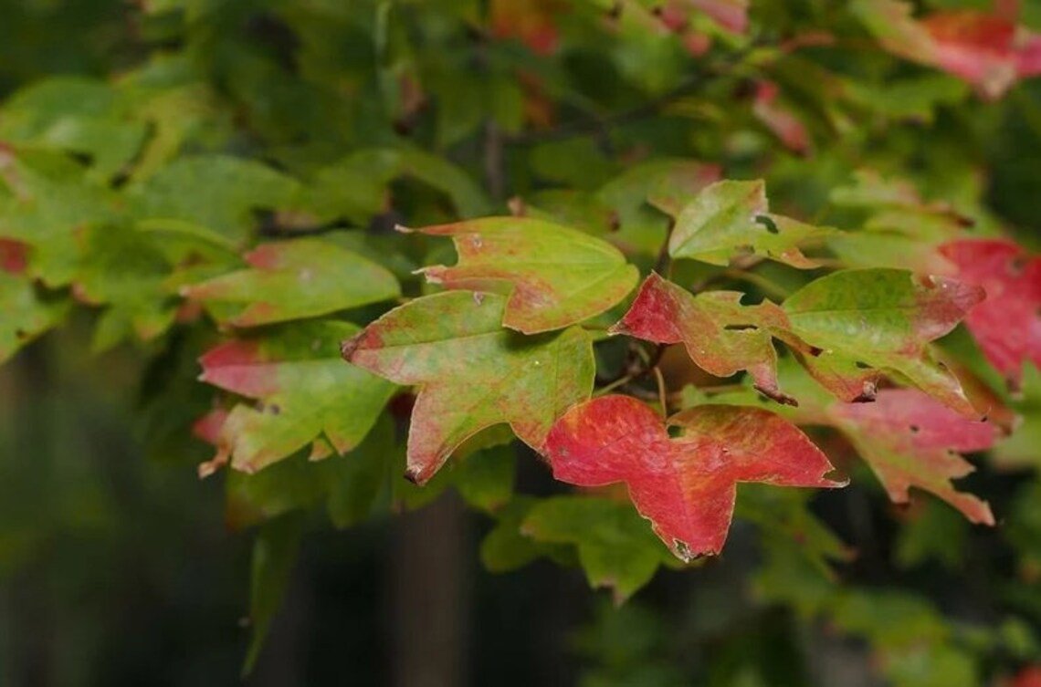 10X Seeds Acer Buergeranum, Trident Maple Bonsai Seeds Plant Home Garden #lpau