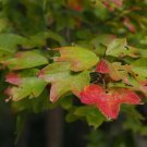 10X Seeds Acer Buergeranum, Trident Maple Bonsai Seeds Plant Home Garden #lpau