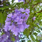 20X Seeds Jacaranda Mimosifolia Seeds Plant Home Garden #lpau