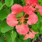 10X Seeds Bauhinia Galpinii, Red Orchid Seeds Plant Home Garden #lpau