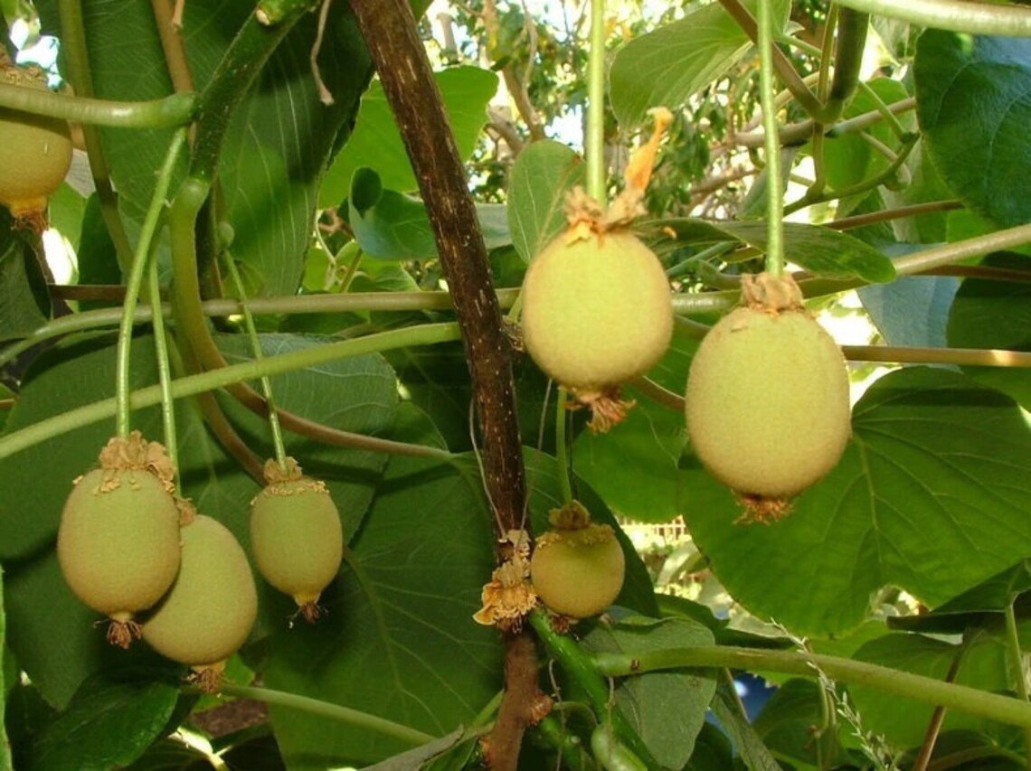 30X Seeds Kiwi Fruit Seeds Plant Home Garden #lpau