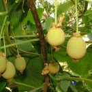 30X Seeds Kiwi Fruit Seeds Plant Home Garden #lpau