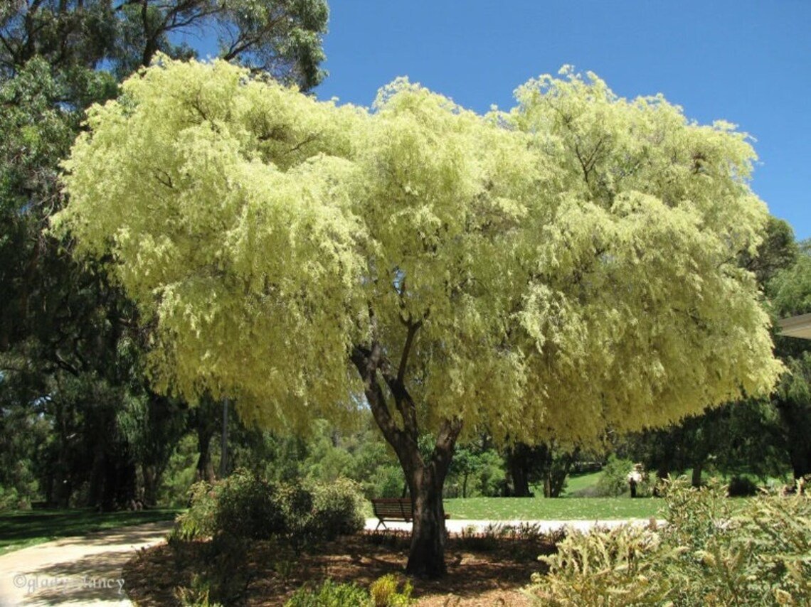 100X Seeds Agonis flexuosa Willow Myrtle Plant Home Garden #lpau