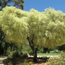 100X Seeds Agonis flexuosa Willow Myrtle Plant Home Garden #lpau