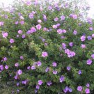 30X Seeds Alyogyne Huegeli, Purple Hibiscus Plant Home Garden #lpau