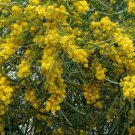 30X Seeds Acacia Saligna Golden Wreath Wattle Plant Home Garden #lpau
