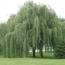 20X Seeds Australian Willow Geijera Parviflora Plant Home Garden #lpau