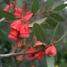 30X Seeds Square Fruited Mallee, Eucalyptus Plant Home Garden #lpau