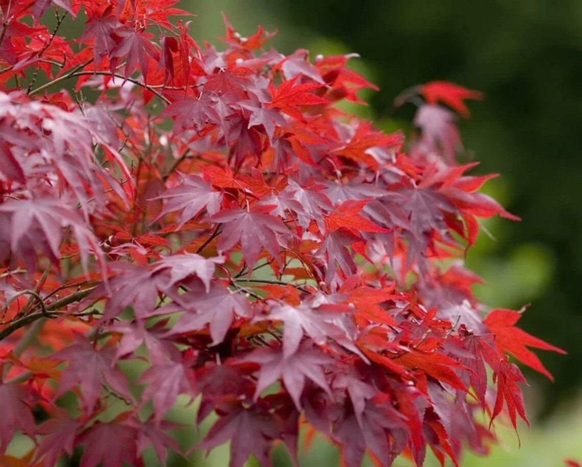10X Seeds Acer Rubrum Red Maple Bonsai  Plant Home Garden #lpau