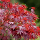 10X Seeds Acer Rubrum Red Maple Bonsai  Plant Home Garden #lpau