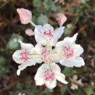 20X Seeds Xanthosia Rotundifolia Southern Cross Flower Bonsai  Plant Home Garden #lpau