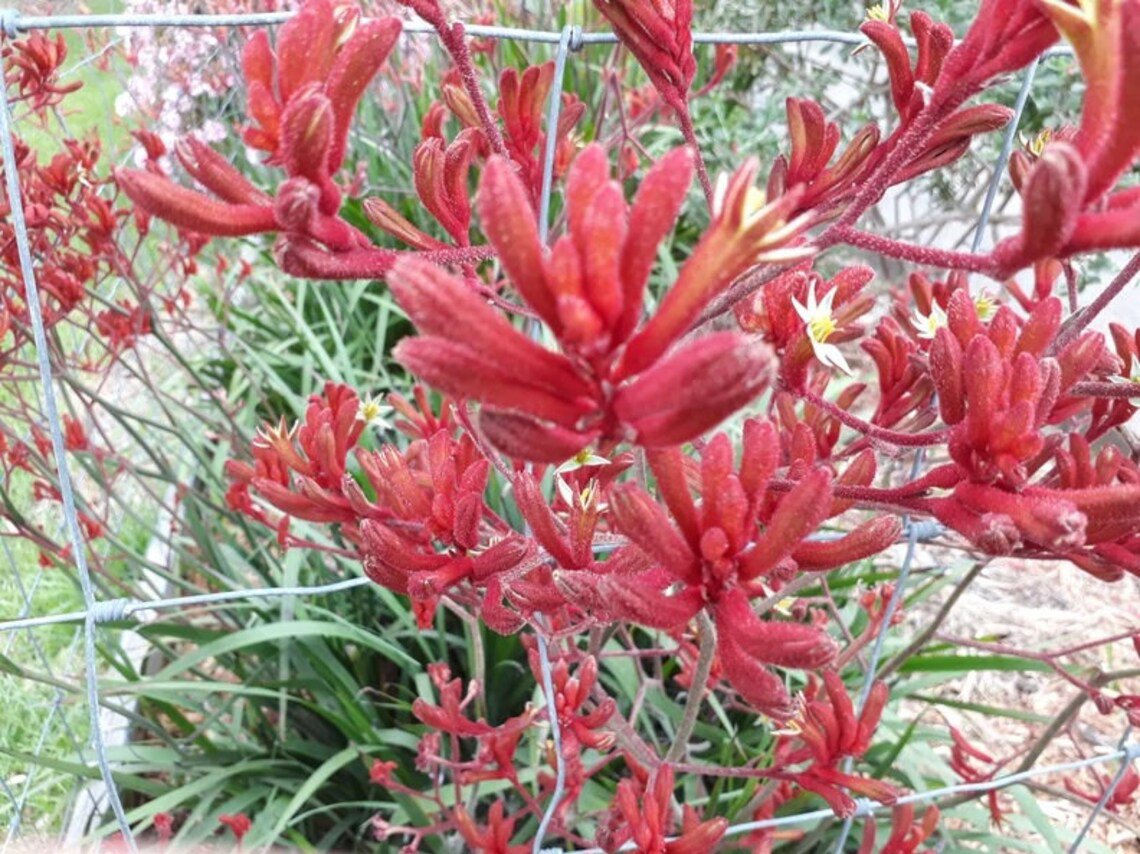 20X Seeds all Red Kangaroo Paw Plant Home Garden #lpau