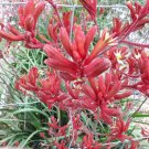 20X Seeds all Red Kangaroo Paw Plant Home Garden #lpau