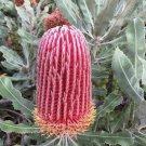 5X Seeds Banksia Menziesii Dwarf Seeds Plant Home Garden #lpau