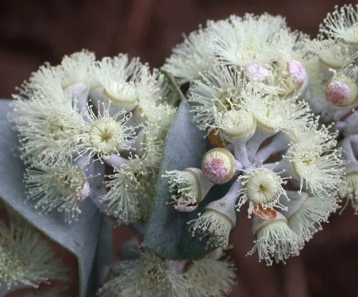 5X Seeds Eucalyptus Risdonii Risdon Peppermint Seeds Plant Home Garden #lpau