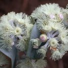 5X Seeds Eucalyptus Risdonii Risdon Peppermint Seeds Plant Home Garden #lpau