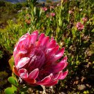 5X Seeds Bot River Sugarbush Seeds Plant Home Garden #lpau