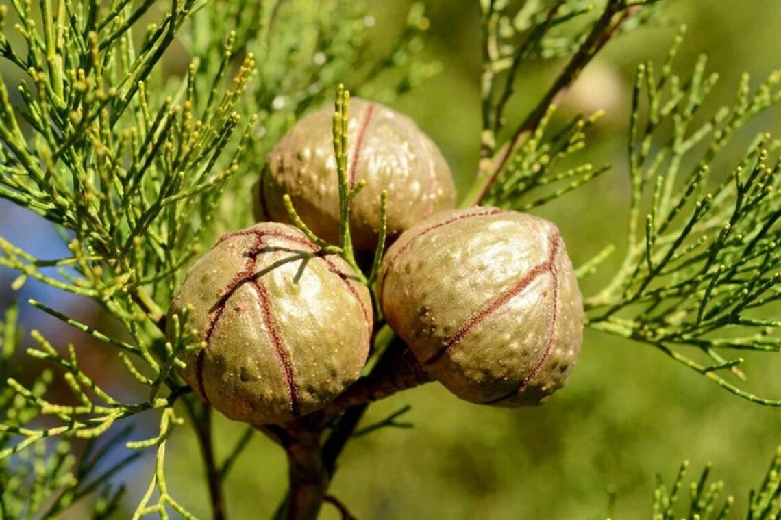 30X Seeds Callitris Preissii Slender Cypress PineSeeds Plant Home Garden #lpau