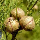 30X Seeds Callitris Preissii Slender Cypress PineSeeds Plant Home Garden #lpau