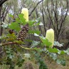 10X Seeds Bull Banksia Seeds Plant Home Garden #lpau