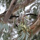 50X Seeds Eucalyptus Moluccana, Grey Box Gum Seeds Plant Home Garden #lpau