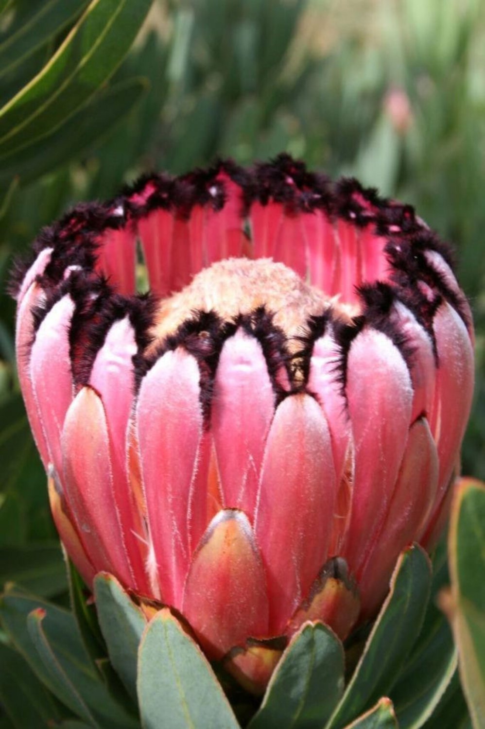 5X Seeds Oleanderleaf Protea Seeds Protea neriifolia Seeds Plant Home Garden #lpau
