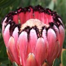 5X Seeds Oleanderleaf Protea Seeds Protea neriifolia Seeds Plant Home Garden #lpau