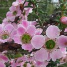 50X Seeds Leptospermum Squarrosum Seeds Protea neriifolia Seeds Plant Home Garden #lpau
