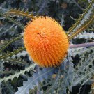 5X Seeds Banksia Ashbyi, Banksia Ashbyii, Golden Banksia Seeds Plant Home Garden #lpau