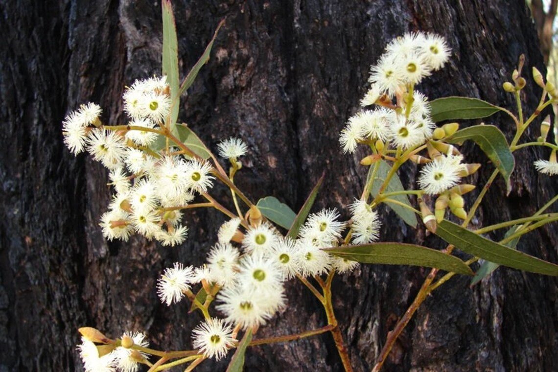 50X Seeds Red Ironbark Eucalyptus Fibrosa Seeds Plant Home Garden #lpau